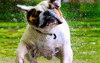Cómo ayudar a tu perro a soportar el calor en verano