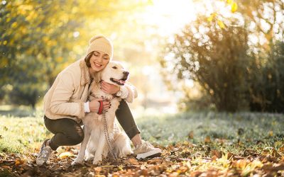 Cuidados para un perro adulto