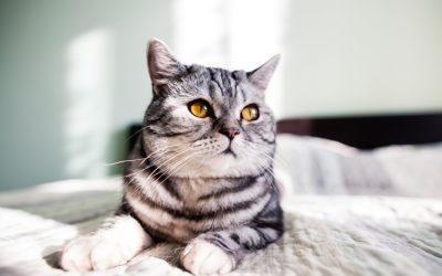 Cómo cuidar de un gato mayor