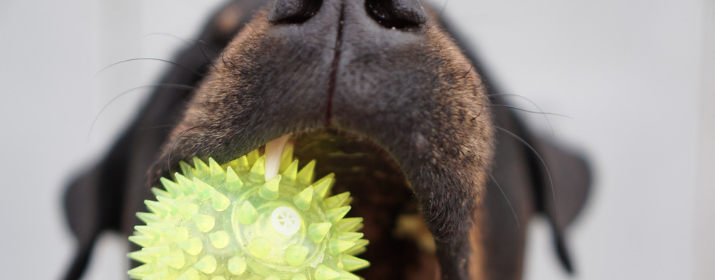 ¿Cómo limpiar los dientes a tu perro?