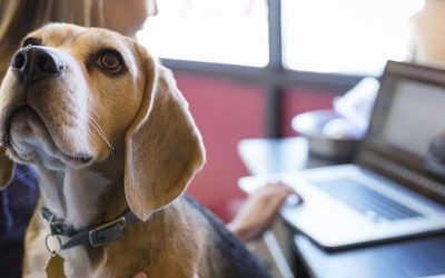 La presencia de mascotas en el trabajo mejora el ambiente laboral