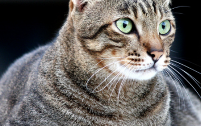 Gatos con sobrepeso: Causas, consecuencias y pautas para evitarlo