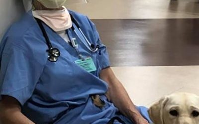 Perros de terapia ayudan a animar a los sanitarios extenuados por el coronavirus