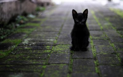 Curiosidades sobre los gatos negros