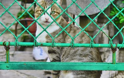 ¿ Es su hogar seguro para las mascotas ?