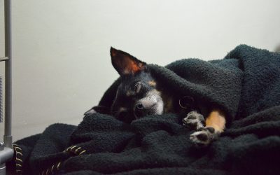 La muerte de una mascota : cuando una parte de nosotros se va