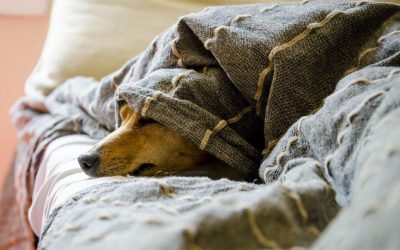 Veterinarios dan las claves para un confinamiento sin estrés con mascotas