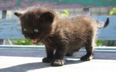 Tambien los Gatos sufren ansiedad por Separación