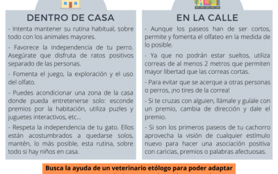 Consejos para el bienestar de nuestras mascotas en el confinamiento y evitar problemas posteriores