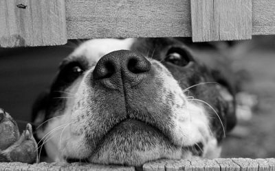 La Real Sociedad Canina de España pide al Gobierno que endurezca las penas y sanciones por abandono y maltrato animal