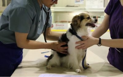 ¿Qué es el linfoma canino?