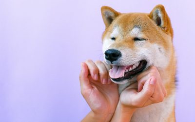 Relación entre enfermedad periodontal y sistémica en perros