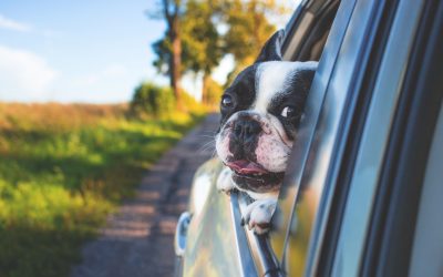 Dejar un perro encerrado en un coche es un riesgo incluso en invierno