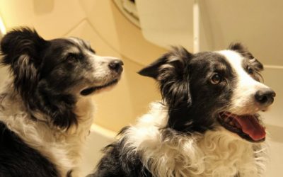 ¿Varía la personalidad de los perros a lo largo de su vida?