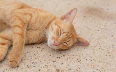 Signos de dolor y cambios en el comportamiento en perros y gatos