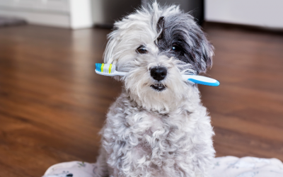 Importancia de cuidar la salud dental de nuestros cachorros