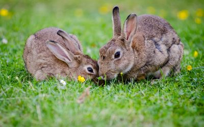 El bienestar de los conejos mejora cuando están en parejas